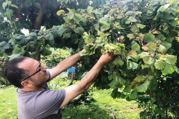 Fındık Üreticisinin Fiyatı Beklentisi 20 TL