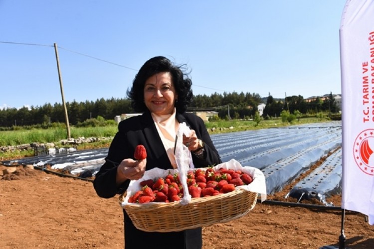 Yeni Cins Çilek Üretimi Üreticilerin Yüzünü Güldürdü