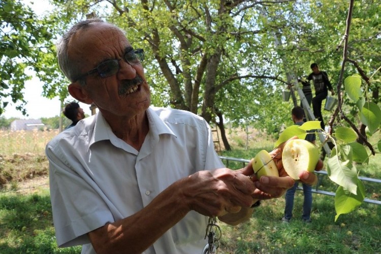 Üretici şokta, elmanın yüzde 80'i zarar gördü!