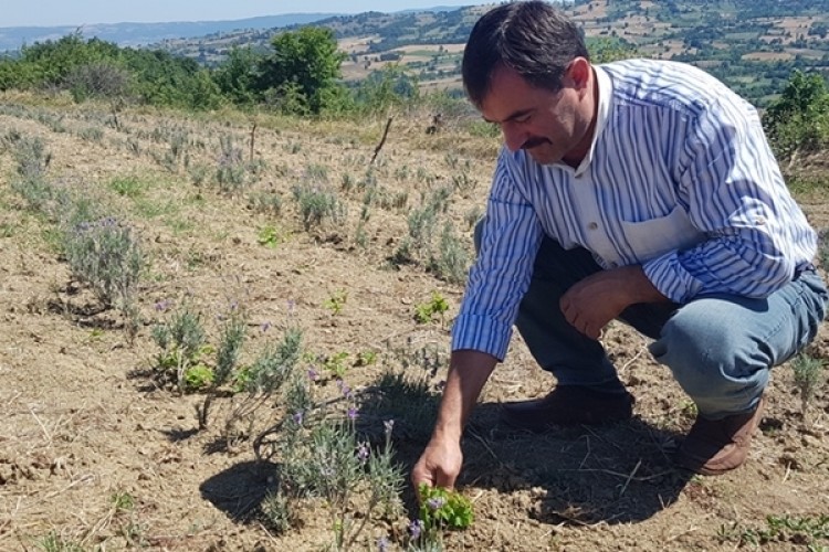 İnegöl’de Tıbbi Aromatik Bitki Dönemi Başlıyor