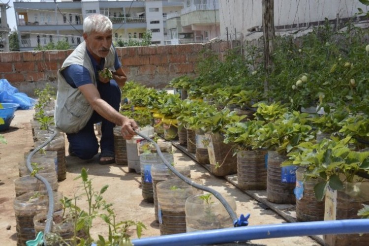 Çatıda Kurduğu Sera İle 10 Kişilik Aileye Bakıyor