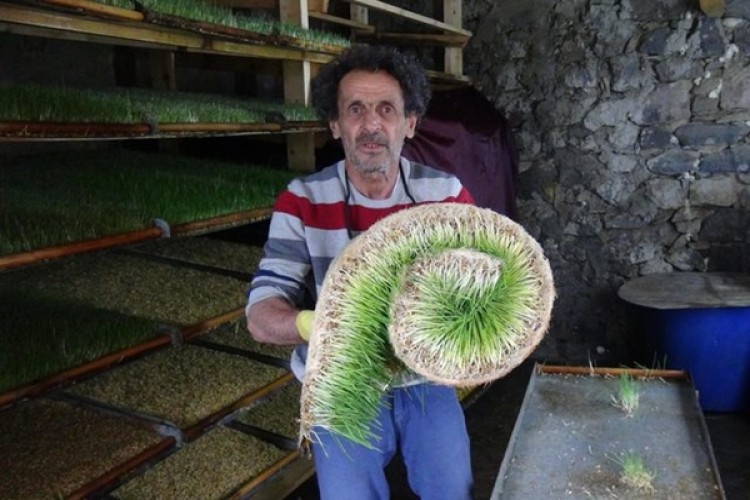 Ürettiği Yemle, Hayvanların Süt Verimini İki Katına Çıkardı