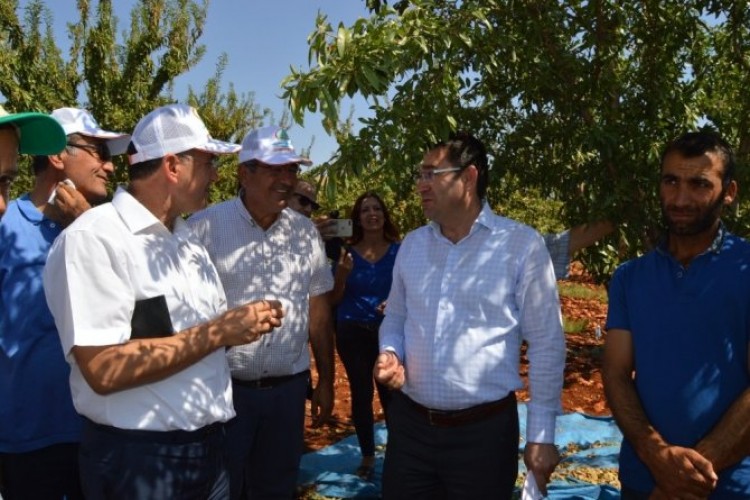 Besni'de Badem Hasadı Şenliği