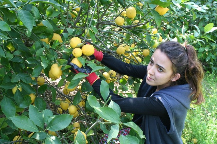 Limon fiyatları el yakıyor