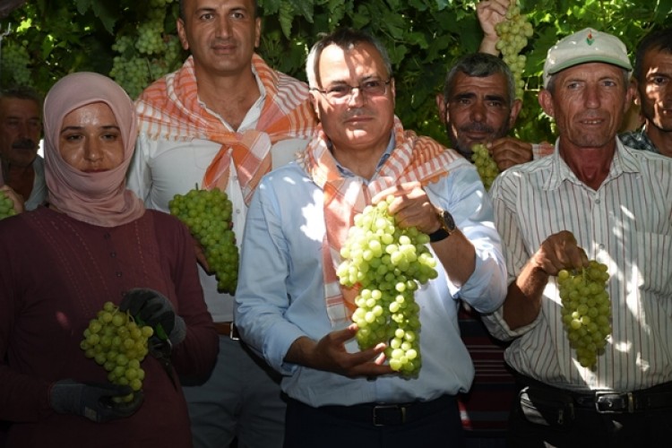 Superior Seedless Çeşidi Sofralık Üzümün İlk Hasadı Yapıldı