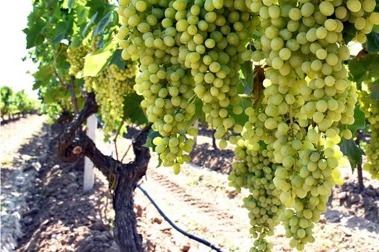 “Superior Seedless” Çeşidi İçin 2019 Yılı Hasat, Toplama ve İhraç Tarihleri Belirlendi