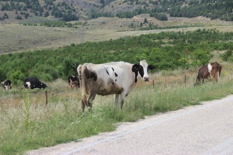 Peynir ve sütte ’brusella’ tehlikesi