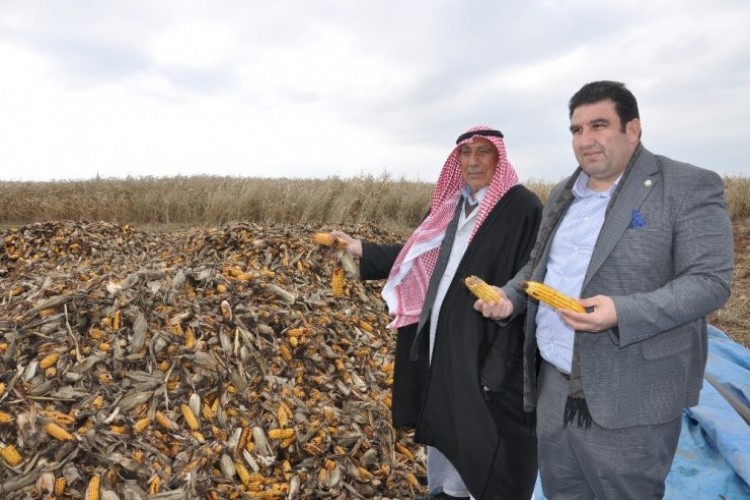 Çiftçiler, Ürünlerini Biçemedikleri İçin Kara Kara Düşünüyor