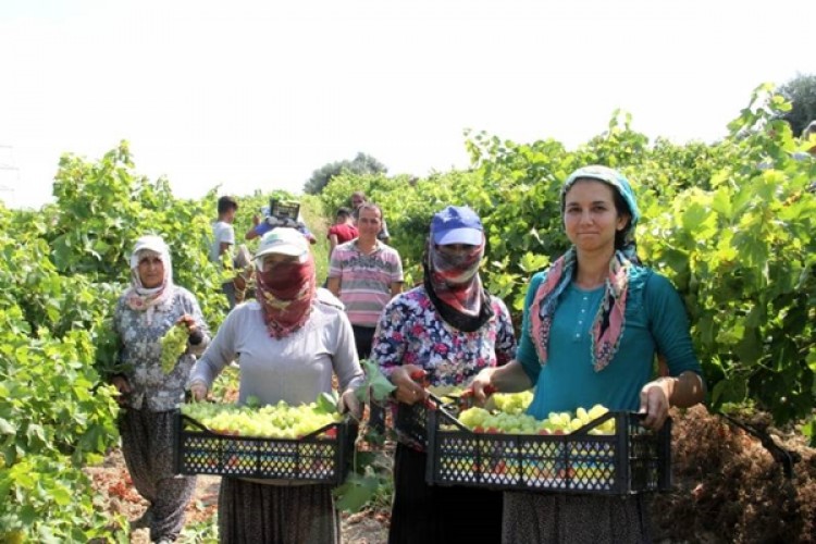 Mersin Büyükşehir Üzüm Üreticilerinin Yanında