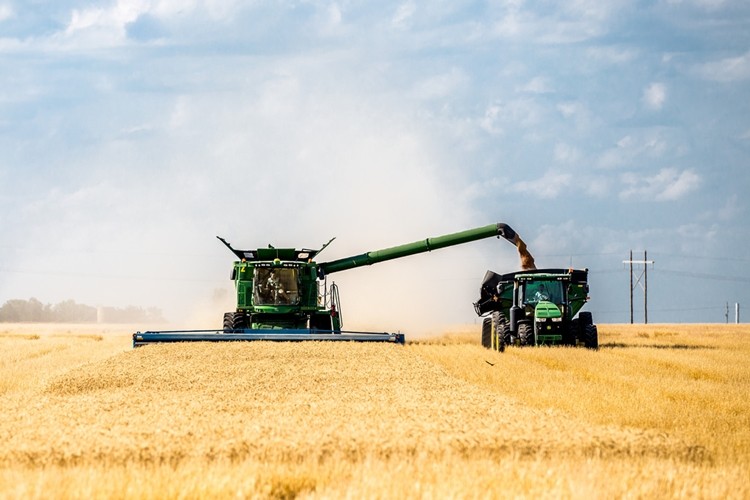 FAO: Buğday Üretimi 2019’da Sıçramaya Hazır