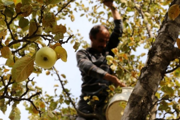 Adı Da Tadı Da Özel Olan ’Göbek’ Elmasında Hasat Zamanı