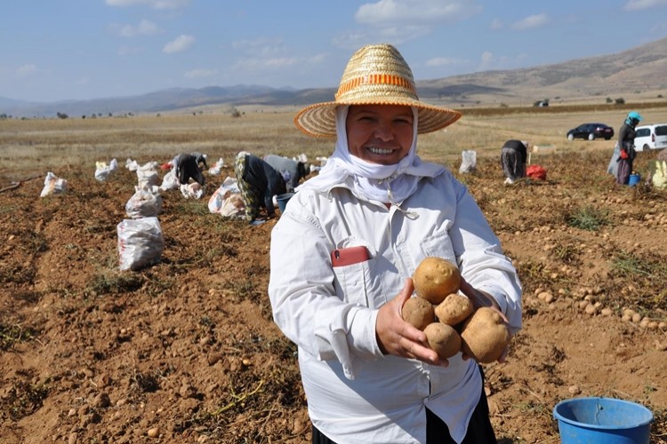 1600 Metrede Hasat Başladı, Üreticinin Yüzü Gülüyor