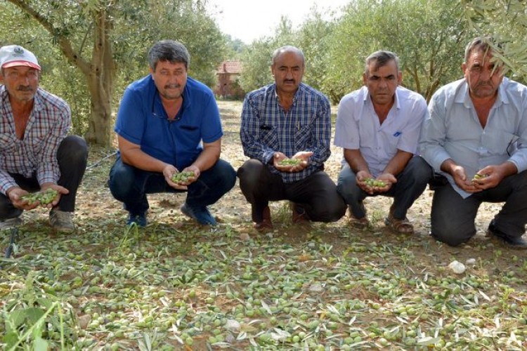 Zeytin Arazisini Dolu Vurdu