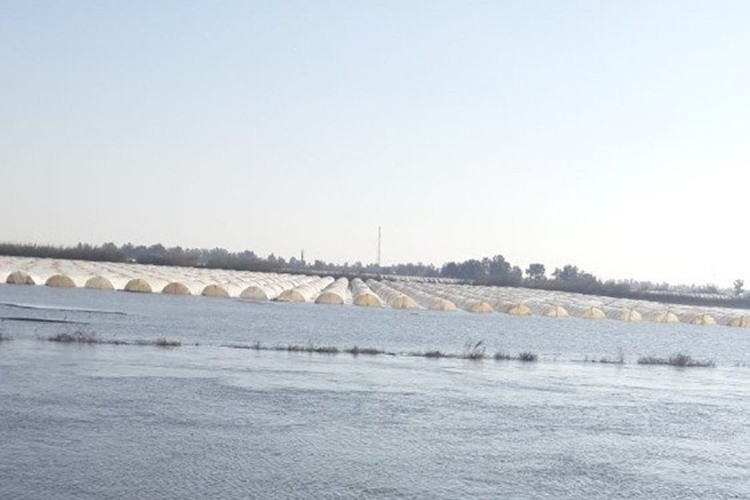 Seyhan Nehri taştı, 30 bin dönüm ekili alan sular altında kaldı