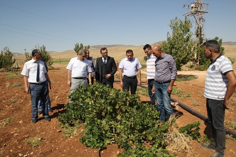 Mardin'de Organik Tarım Yaygınlaşıyor