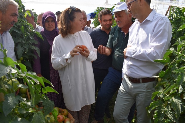 Silifke'de Domates Tarla Günü Etkinliği Yapıldı