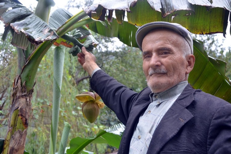 Karadeniz'de Muz Yetiştirdi