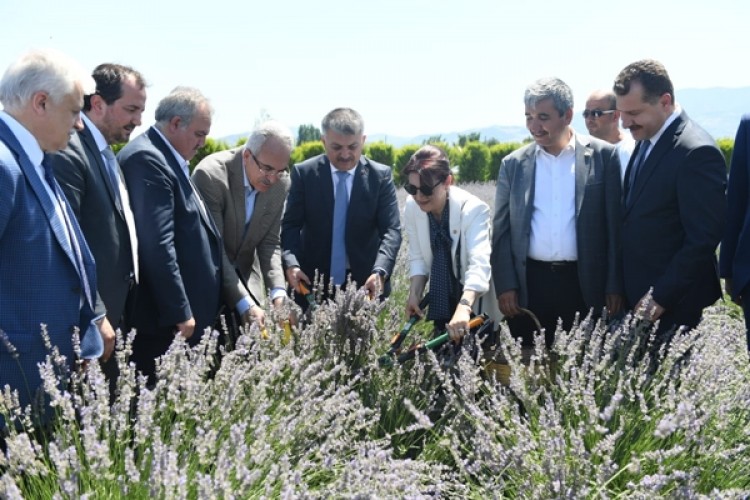 Aromaterapi Konusunda Söz Sahibi Olmak İstiyoruz