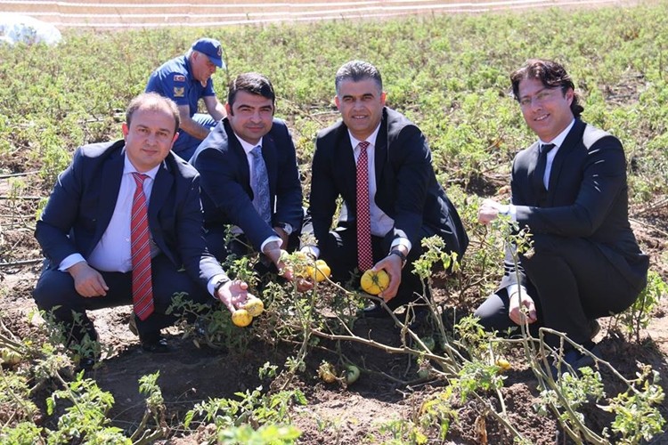 Derebucak’ın Yüzünü Sarı Domates Güldürecek