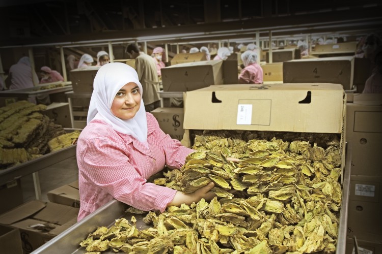 Tütün Sektöründe Tek Tip Paket Ve Kapalı Dolap Krizi