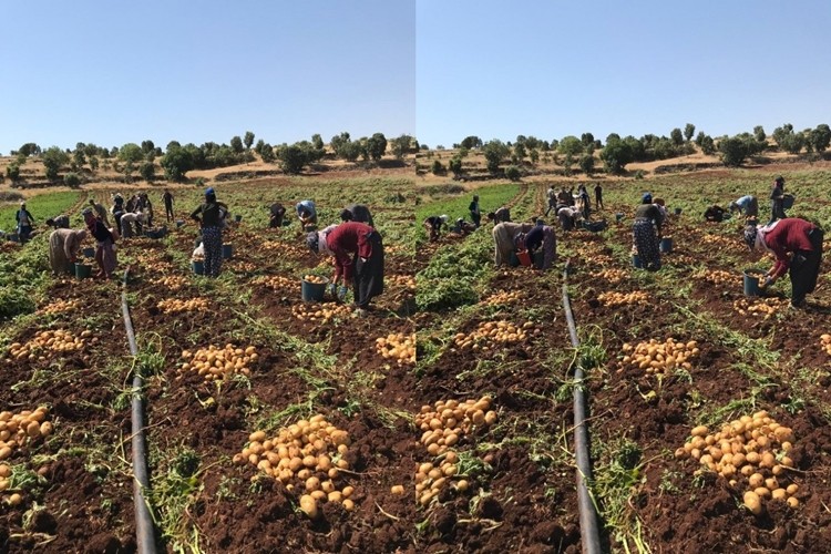 Midyat’ta patates hasadı yapıldı