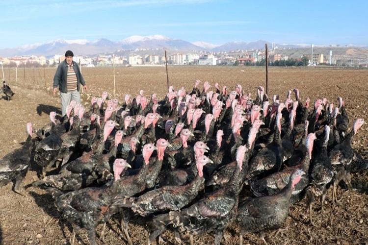 Yılbaşı hindisine yüzde 53 oranında zam!