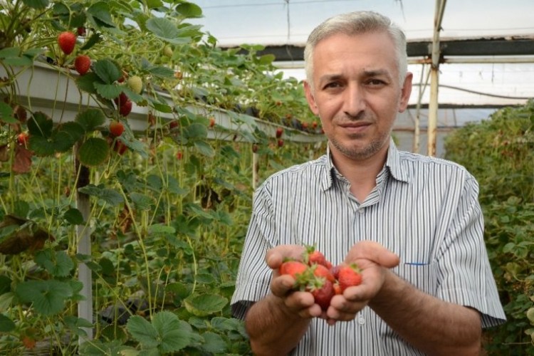 Geleceğin tarımı topraksız yapılacak