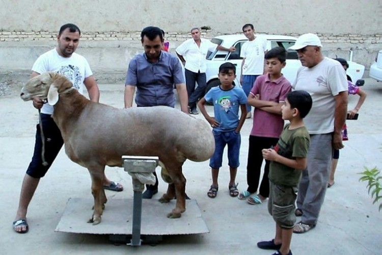 192 kiloluk koyun görenleri hayrete düşürdü