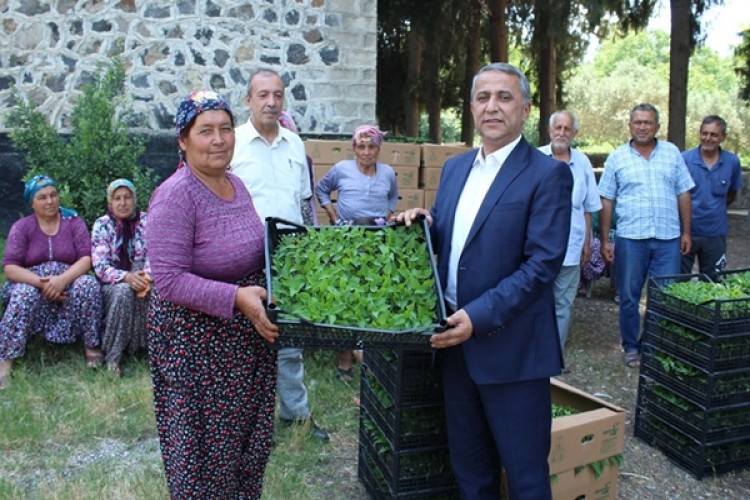 Osmaniye'de Üreticilere Biber Fidesi Dağıtıldı