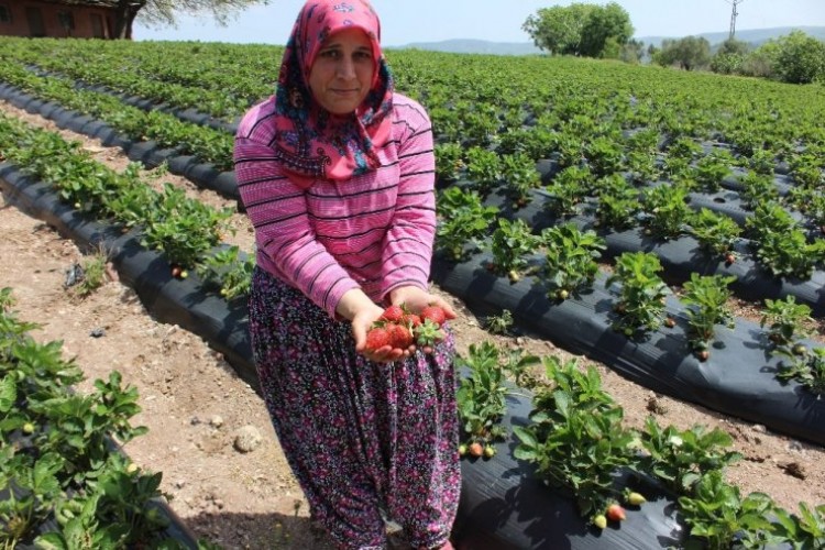 Yayladağı çileği Rusya ve Romanya yolunda