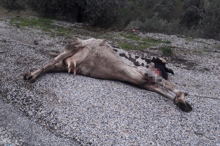 Vicdansızlar! İneği Ön Ayaklarından Direğe Bağlayıp Ölüme Terk Ettiler