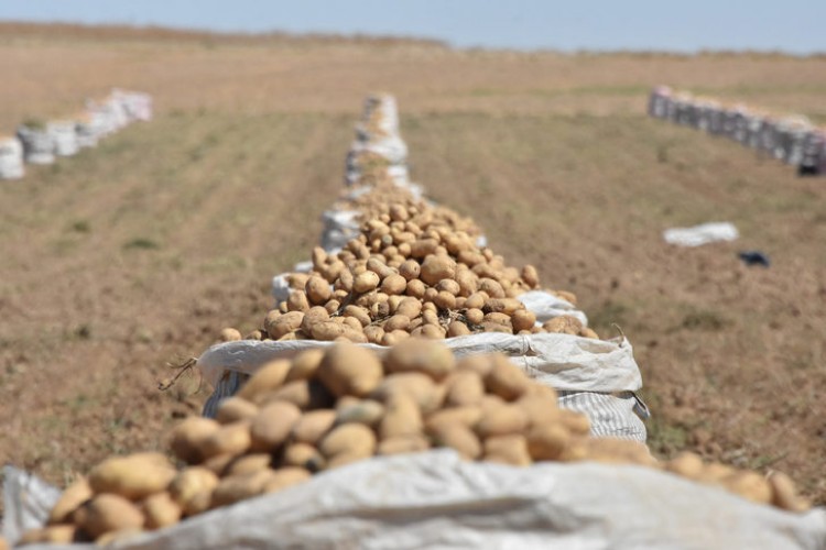 'Patates İthalatı Nedeniyle Çiftçiler Endişeli'