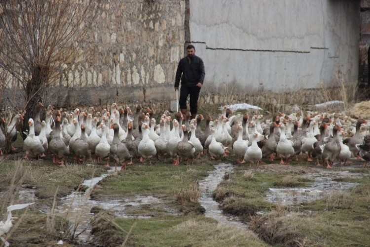 Ne teklif edilirse edilsin kazlarını satmıyor