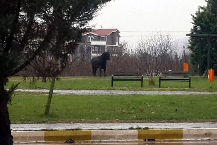 Etrafından herkes uzaklaştırıldı! Dev boğa ortalığı birbirine kattı