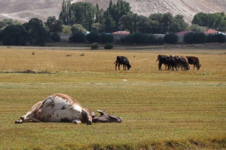 İthal hayvanlar kontrol edilemiyor: Kayseri’de İki Mahalle Karantinaya Alındı