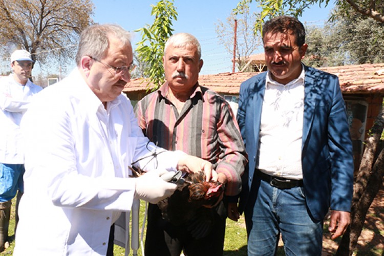 Büyükşehir Belediyesi kanatlı hayvanlara yönelik aşı seferberliği başlattı