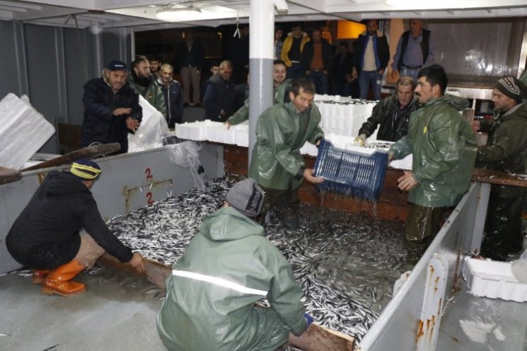 Karadeniz’den hamsi fışkırdı