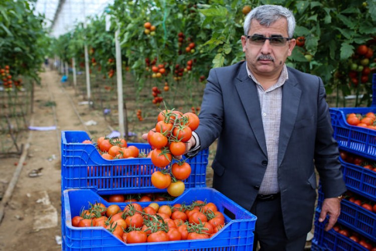 3 günde 1000 ton sebze gönderildi! 'Tanzime ürün alınmaya başlandı, rahatladık'