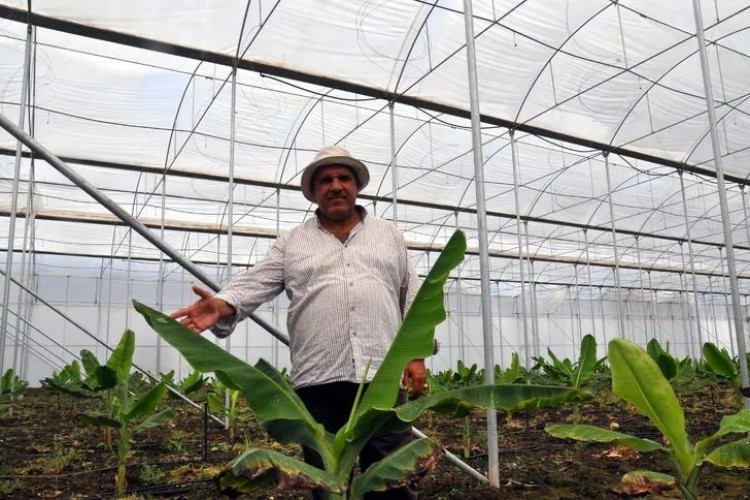 İklim Değişikliği Nedeniyle Amik Ovasına Muz Serası Kurdu