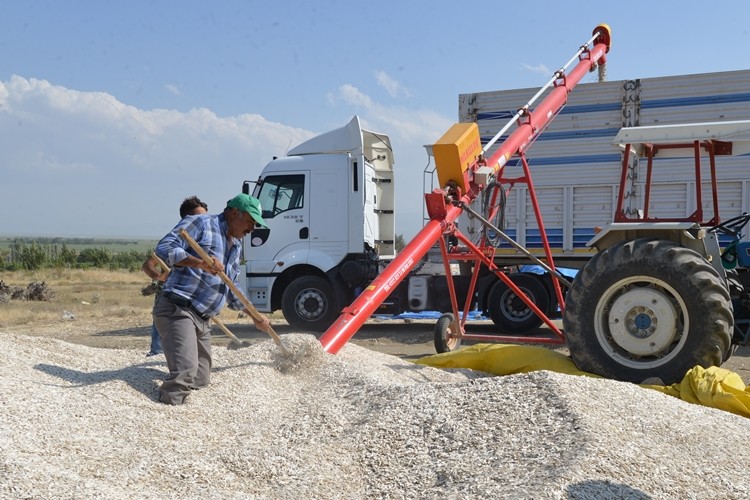 Kayseri Şeker Ayçekirdeği Baş Fiyatını Açıkladı