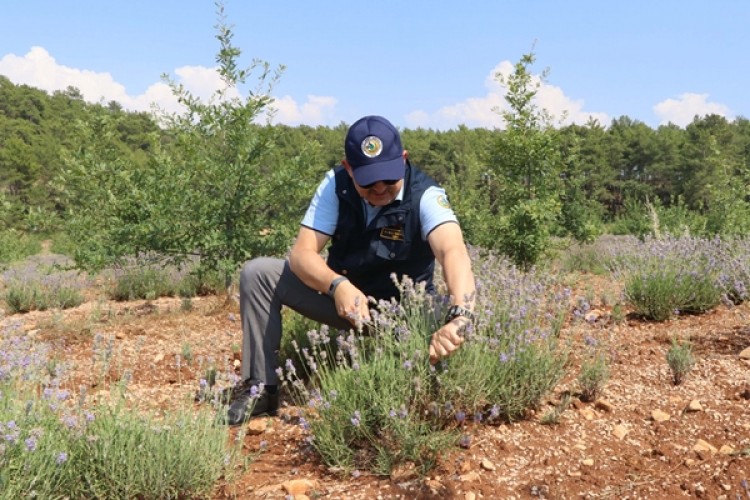 Bakan Pakdemirli’den Lavanta Hasadı