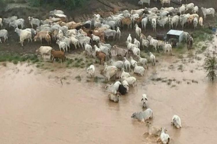 Avustralya'da 500 Bin İnek Selde Öldü