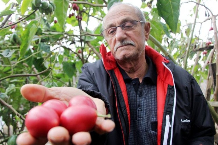 Almanya'da Saksıda Gördü, Köyünde Yetiştirmeye Başladı