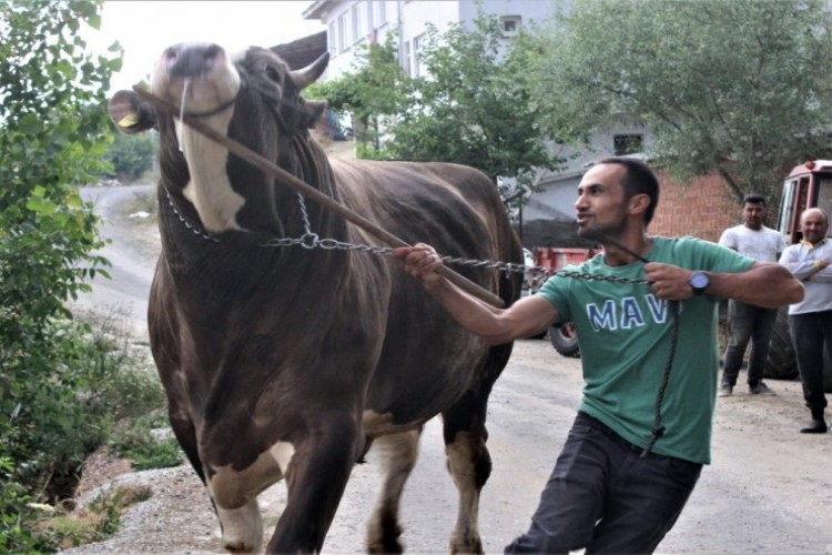 1,5 tona ulaştı...45 bin liraya satışa çıkardı