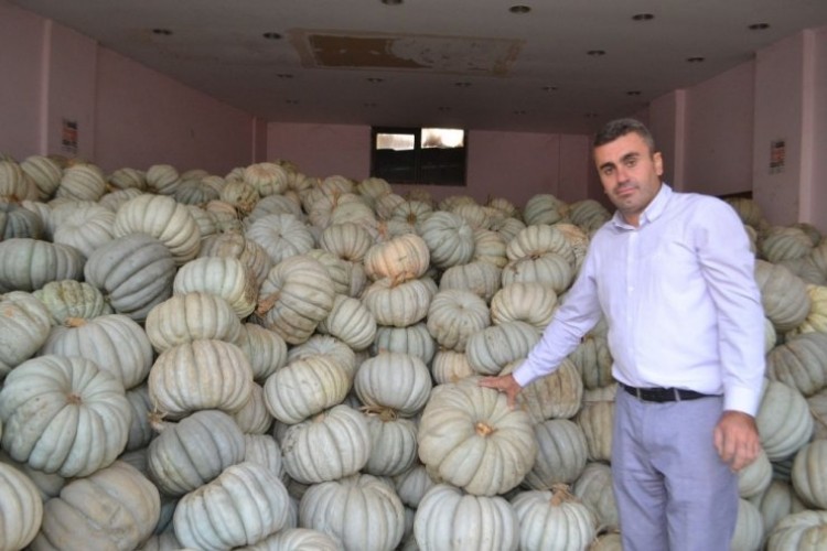 Kestane Kabağı Çiftçinin Yüzünü Güldürdü