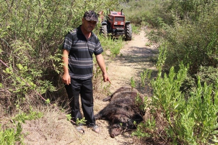 Köylülerin Kabusu Olan Yaban Domuzu 45 Gün Sonra Etkisiz Hale Getirildi