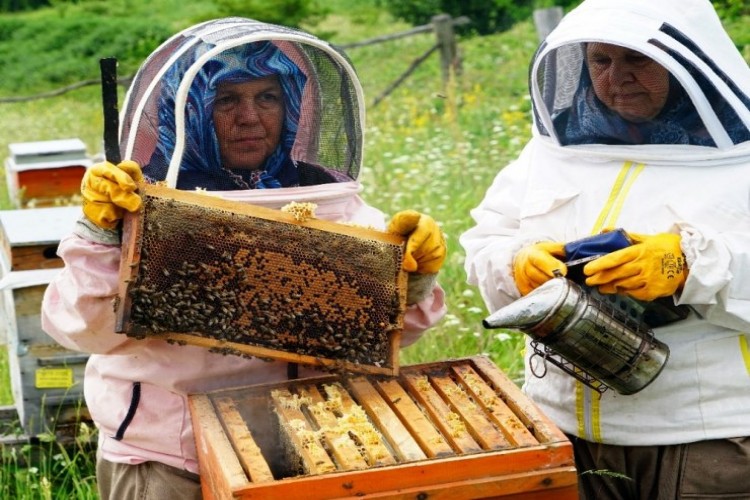 Bileziğini Sattı, Bir Kovan Arı Aldı, Şimdi Paraya Para Demiyor