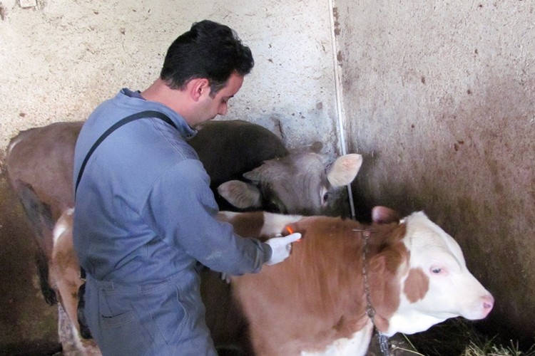 Bayburt'ta, Sonbahar Dönemi Şap Aşılamaları Başladı