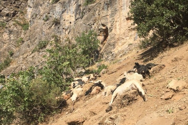 Kayalıklardan Atlayan 200 Koyun Ve Keçi Telef Oldu