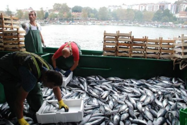 Denizden 30 ton palamutla döndü